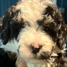 Pink girl tri - Tri-color female Bernedoodle puppy in Lake, Michigan from 3 King Doodles & Poodles