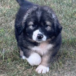 Blue boy - Sable male Caucasian Shepherd Dog puppy in Twining, Michigan from Royal Caucasian Shepherds ®