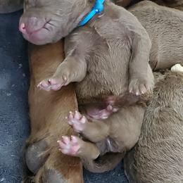 Chesapeake Bay Retriever Puppies from Shore Acres Chesapeakes