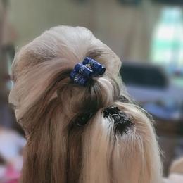 Shih Tzus from Bling Shih Tzu