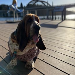 Baby cakes freckles face - Basset Hound