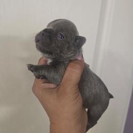 Ralph Wiggum - Blue male French Bulldog puppy in Avondale, Arizona from Montes House of  Frenchies