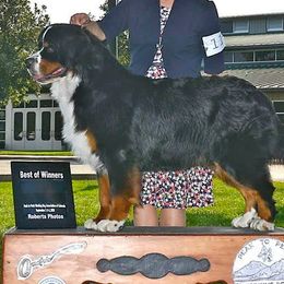 Bernese Mountain Dog All Grown Up from Lavender Hill Bernese