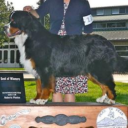 Bernese Mountain Dog All Grown Up from Lavender Hill Bernese