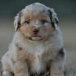 Lillian - Red merle female Miniature Australian Shepherd puppy in Hartman, Arkansas from Southern Edition Aussies