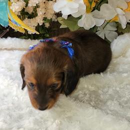 Dachshund Puppies from CLARK'S BREEDING PROGRAM