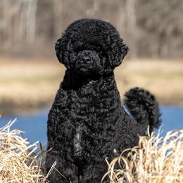 Portuguese Water Dog puppies from Next Generation