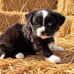 Gigi - Black tri female Miniature Australian Shepherd puppy in Lakeport, California from Akins Aussies/Wild Rose Ranch