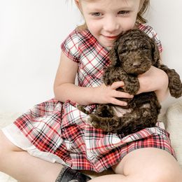 Goldendoodle Puppies from Magic Valley Goldendoodles