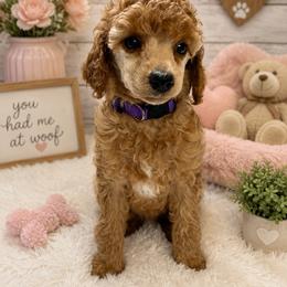 Clair-Purple - Red  female Poodle puppy in Stockton, Utah from Mustanghills Doodles and Poodles