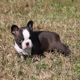 Peanut Brittle - Black brindle and white male Boston Terrier puppy in Gore, Oklahoma from Freedom Frenchies N Bostons