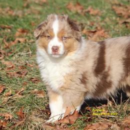 Borealis - Red merle male Miniature American Shepherd puppy in Hillsdale, Michigan from Faithwalk Aussies and Mini American Shepherds