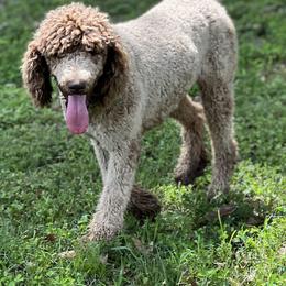 Millie - Poodle