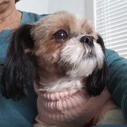 Georgie - Shih Tzu