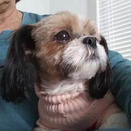 Georgie - Shih Tzu