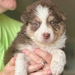 Brook - Red tri-color female Australian Shepherd puppy in Williston, Florida from Over The Rainbow Aussies