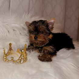 Milo - Black and gold male Yorkshire Terrier puppy in Houston, Texas from York-Chi House