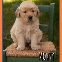 Mortimer (Morty) - Dark golden male Golden Retriever puppy in Driggs, Idaho from SK Golden Retrievers