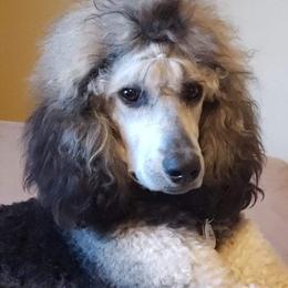 Poodles from Kurly Q Poodles