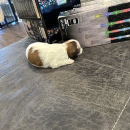 Girl 5 - Liver and white Shih Tzu puppy in Gulf Breeze, Florida from Garry's Shih Tzus