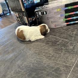 Girl 5 - Liver and white Shih Tzu puppy in Gulf Breeze, Florida from Garry's Shih Tzus