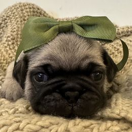 Pugs from Mystic Mountain Pugs