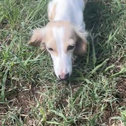 Riley - Dachshund