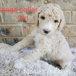 Goldendoodle Puppies from Ninnie's Doodles