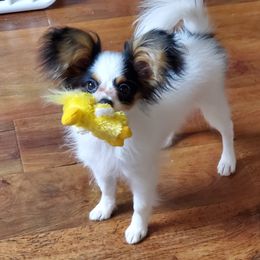 Papillon Puppies from Clearlake Papillons