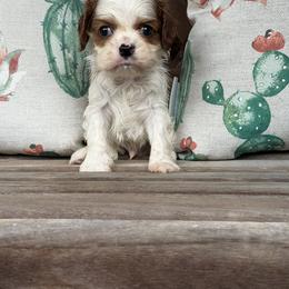 Hampton - Blenheim male Cavalier King Charles Spaniel puppy in Lula, Georgia from Cavaliers by Crumley