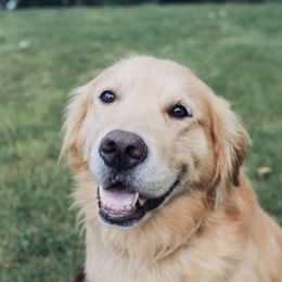 Golden Retriever All Grown Up from Barb Felt's Golden Retrievers