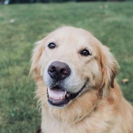 Golden Retriever All Grown Up from Barb Felt's Golden Retrievers