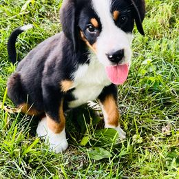 Practical boy - Black, white and red male Greater Swiss Mountain Dog puppy in Lexington, Kentucky from Ambermoon Kooikerhondje Blackamber Greater Swiss Mountain Dogs