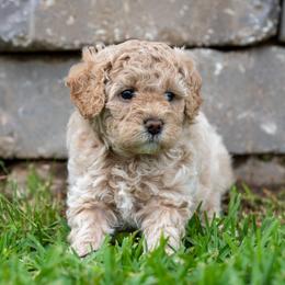 Penelope - Cream female Cavapoo puppy in Gurdon, Arkansas from Franklin Ranch Pups
