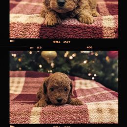 Cavapoo Puppies from GeorgiaCavapoos