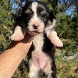 Olympus - Fluffy (Financing Available) - Black and tan male American Corgi puppy in Inverness, Florida from Canaan Farm Corgis
