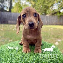 Quincy - Dapple female Dachshund puppy in Royse City, Texas from Truehearted Miniature Dachshunds