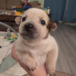 Australian Cattle Dog Puppies from Wild Sage Cattle Dogs