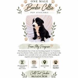 Border Collie Pup - Tri-color male Border Collie puppy in Okeechobee, Florida from Cowtown Corgis & Border Collies