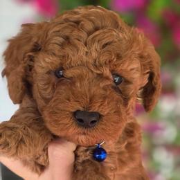 Cupid - Red  male Goldendoodle puppy in Vernon, Texas from Sugarland's Texas Goldendoodles