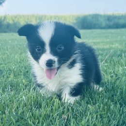 Miranda - Black and white female American Corgi puppy in Bloomfield, Iowa from Beebe’s Corgis | Seven B Corgi Co