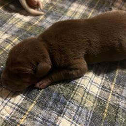 Earle - Chocolate male Great Dane puppy in Marlow, New Hampshire from Fox Hill Danes