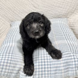 Jordy - Labradoodle puppy from Adonai Ra'ah Farms