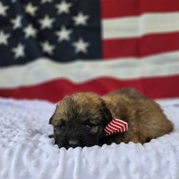 AKC Bentley - Fawn male Bouvier des Flandres puppy in Marionville, Missouri from Sandbox Puppies