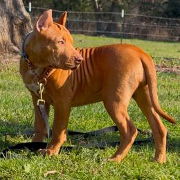 LACEy - Fawn female American Bully puppy in Texas from TEXAS BULLY FAMILY