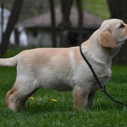 Labrador Retriever Puppies from Jamboree Labradors