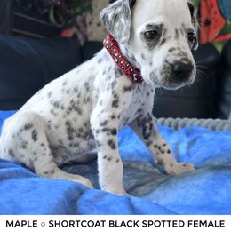 Maple (Black Spotted) - White and black female Dalmatian puppy in Salem, Missouri from Paradise Spots Dalmatians