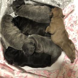 French Bulldog Puppies from Ponderosa Frenchies