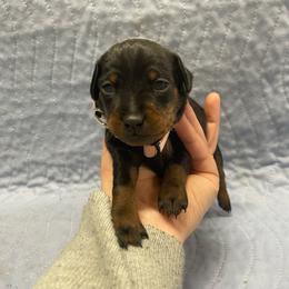 Mira - Black and rust female Miniature Pinscher puppy in Lancaster, Missouri from White Stone Ranch