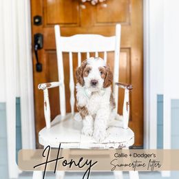 Honey - Parti male Goldendoodle puppy in Tacoma, Washington from Peninsula Doodles